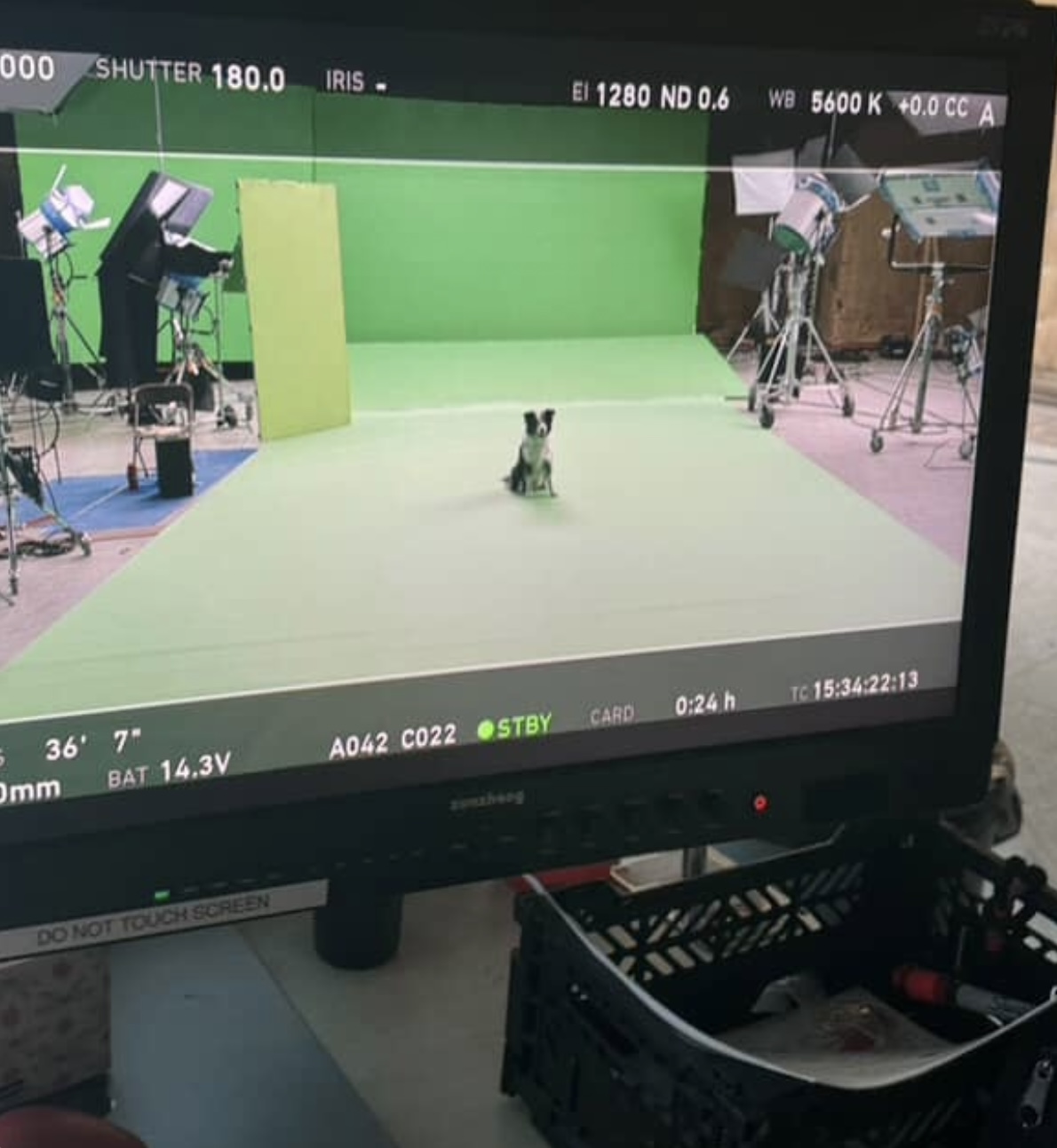 Scott, the actor dog, in action. here scott mack, two stars new